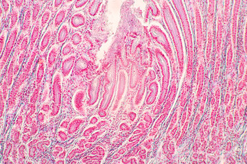 Fototapeta premium Backgrounds of Characteristics Tissue of Stomach Human, Small intestine Human, Pancreas Human and Large intestine Human under the microscope in Lab.