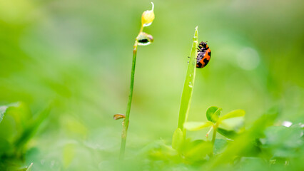 A little ladybug on blade of grass with fresh morning dew drops, natural blurred background, Close up view of ladybug.