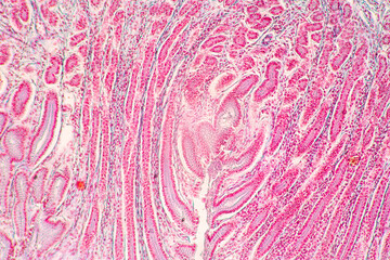 Backgrounds of Characteristics Tissue of Stomach Human, Small intestine Human, Pancreas Human and Large intestine Human under the microscope in Lab.