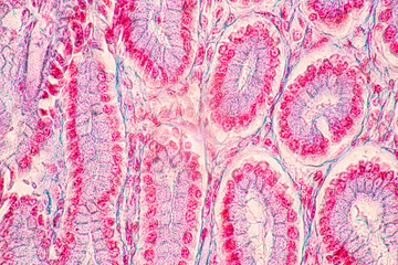 Backgrounds of Characteristics Tissue of Stomach Human, Small intestine Human, Pancreas Human and Large intestine Human under the microscope in Lab.