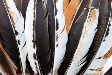 beautiful multicolored feathers texture background, abstract feathers background.