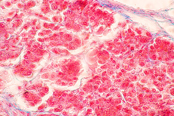 Backgrounds of Characteristics Tissue of Stomach Human, Small intestine Human, Pancreas Human and Large intestine Human under the microscope in Lab.