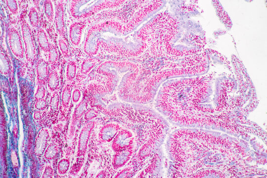 Backgrounds of Characteristics Tissue of Stomach Human, Small intestine Human, Pancreas Human and Large intestine Human under the microscope in Lab.