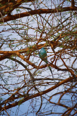 Happy Blue Bird of Senegal