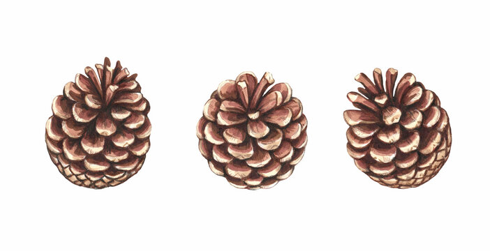 Pine cones watercolor realistic illustration isolated on white background for design, decor.