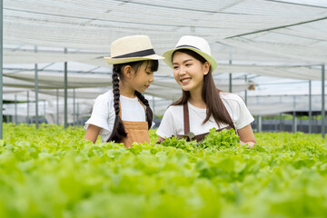 Asian family mother and daughter picking vegetables Check your own hydroponic vegetable garden together happily