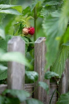 Vertical selective focus of raspberries in a garden behind a wooden fence