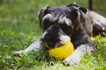 Grey miniature zwergschnauzer puppy is lying on a green lawn on nature in sunny day and playing with a yellow ball. Female doggy on a walk. Canine domestic animal, pet in green park, woods, forest.