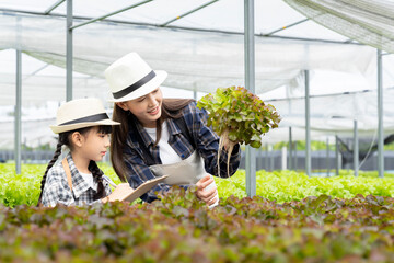 Asian family mother and daughter picking vegetables Check your own hydroponic vegetable garden together happily