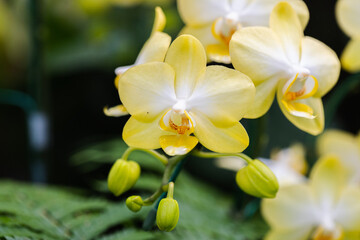 Obraz na płótnie Canvas Beautiful orchid flower blooming at spring season