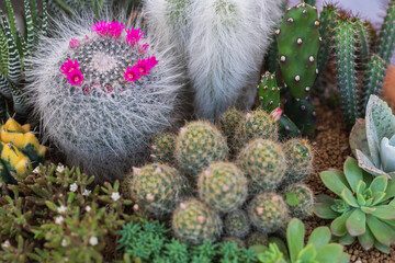 Arrangement of succulents and cactus.