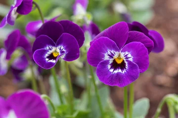 Foto op Canvas Group of pansy in the garden © phanthit malisuwan