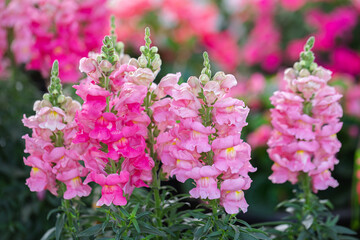 Colorful flower of Snapdragon, Antirrhinum majus