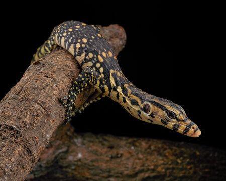 Lizard on a tree