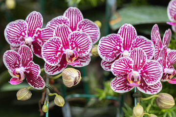 Beautiful orchid flower blooming at spring season