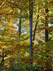 autumn in the forest