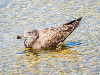 Pacific Gull RHS