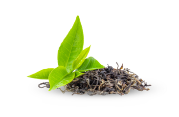 Fresh green tea leaves and dry  isolated on transparent png