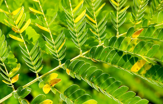 Sengon (Paraserianthes falcataria) leaves  in the nursery in Yogyakarta, Indonesia