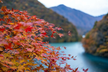 畑薙湖のもみじ