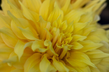 ダリアのアップ