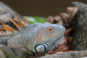 Iguana - Iguana face - Iguana Close up picture