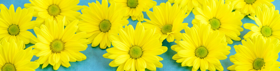 Fototapeta premium Cheerful yellow chrysanthemum flowers on a sky-blue background, happy spring background 