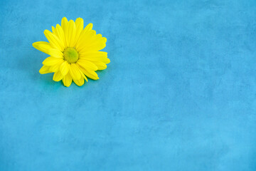 Cheerful yellow chrysanthemum flowers on a sky-blue background, happy spring background
