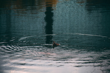 rain in the city, Kokyo Gaien National Garden