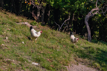 Domestic chickens on a free-range farm graze on the grass on a mountain slope. Domestic chickens graze on the lawn in the yard on a sunny autumn day. Domestic chickens graze on the green grass.