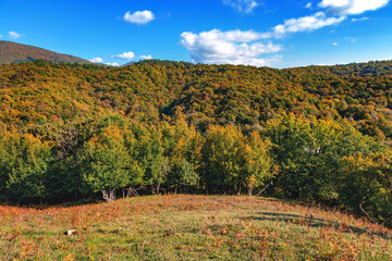 Mountain landscape with autumn forest in yellow-red foliage. Mountains with colorful autumn trees under a cloudy blue sky. Beautiful view of the stunning mountain landscape. Autumn forest in warm colo