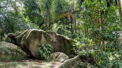 Picturesque mossy boulders in a tropical park. There is lush green vegetation around trees, palms,...