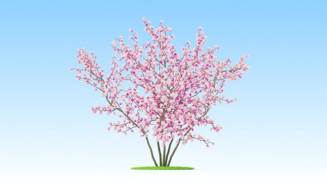 Sakura flower on a white background 3D animation, Flowering shrubs animate in the wind on white background with alpha matt 3D virtual tree. Separated with alpha channels