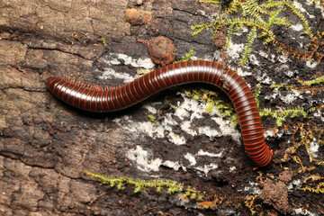 Large Millipede on a log in North Queensland Rainforest