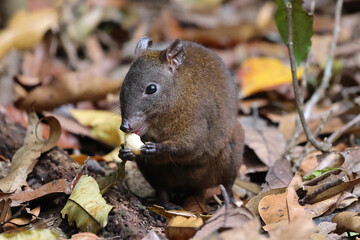 Musky Rat Kangaroo in Queensland rainforest - obrazy, fototapety, plakaty