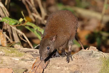  Musky Rat Kangaroo in Queensland rainforest © Ken Griffiths