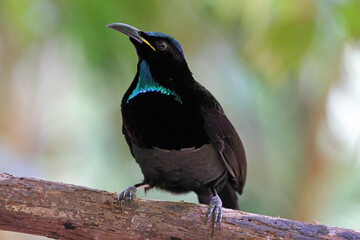 Victoria's Rifle Bird