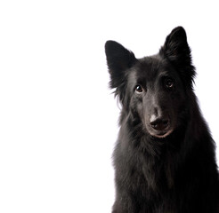 Portrait of a dog on white background. German shepherd dog.
