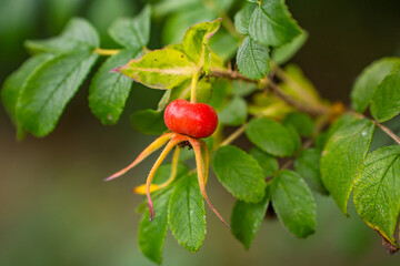 Close-up Rose hip. Rosa rugosa (Rugosa rose).