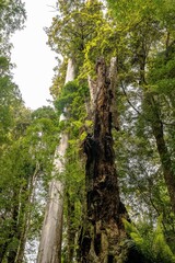 Fototapeta premium Trees growing in the rainforest