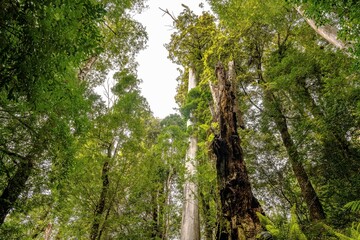 Trees growing in the rainforest