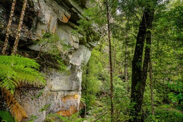 rock face in the tasmanian rainforest