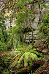 Fototapeta premium fern and rock formations