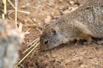 Uinta Ground Squirrel is eating, Yellowstone National Park