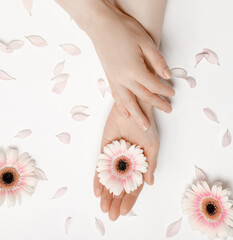 Beautiful hands of a woman holding a bud of a white chrysanthemum flower lying on a white background. the concept of skin care, moisturizing and reducing wrinkles