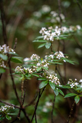 Fototapeta premium Stinkwood flowers in Tasmania