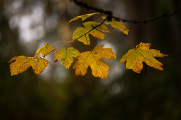 2022-11-15 FALL MAPLE LEAVES HANGING ON A BRANCH WITH A BLURRY BACKGROUND ON MERCER ISLAND WASHINGTON