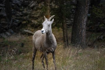 2022-11-18 A BIG HORN SHEEP STANDING IN A MEADOW WITH A BRIGHT ORANGE COLORED EYE AND A BLURRY BACKGROUND
