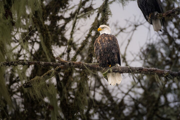 2022-11-19 A MATURE BALD EAGLE SITTING ON A BARE BRANCH IN THE SKAGIT VALLEY WASHINGTON