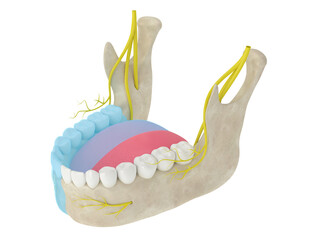 3d render of mandibular arch showing blocked inferior alveolar nerve  area - obrazy, fototapety, plakaty